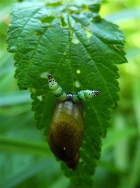 Absurd Creature of the Week: The Parasitic Worm That Turns  .